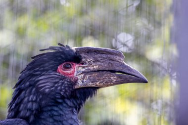 Trompetçi boynuz gagasının (Bycanistes bucinator) yakın görüntüsü).