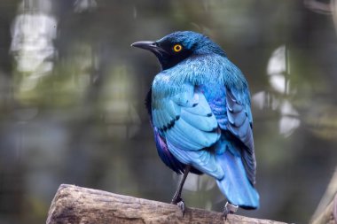 Daha az mavi kulaklı parlak bir sığırcık kuşunun (Lamprotornis kloropterus) yakın görüntüsü.