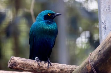 Daha az mavi kulaklı parlak bir sığırcık kuşunun (Lamprotornis kloropterus) yakın görüntüsü.