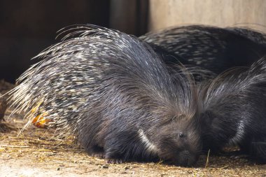 Bir Cape kirpisinin (Hystrix africaeaustralis).