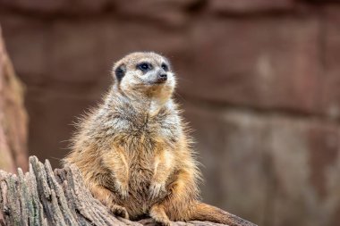 Şirin mirket (Suricata suricatta) firavunfaresinin yakın görüntüsü.