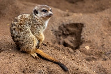 Şirin mirket (Suricata suricatta) firavunfaresinin yakın görüntüsü.