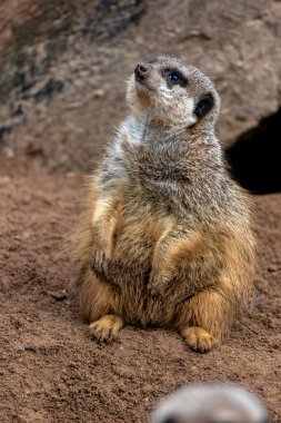 Şirin mirket (Suricata suricatta) firavunfaresinin yakın görüntüsü.