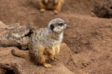 Şirin mirket (Suricata suricatta) firavunfaresinin yakın görüntüsü.