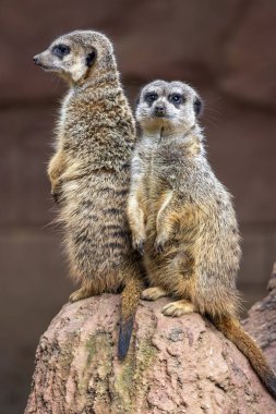 Şirin mirket (Suricata suricatta) firavunfaresinin yakın görüntüsü.