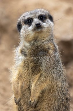 Şirin mirket (Suricata suricatta) firavunfaresinin yakın görüntüsü.