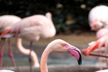 Hayvanat bahçesindeki güzel pembe flamingo kuşunun yakın görüntüsü.