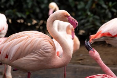 Close up view of the beautiful pink flamingo bird in a zoo. clipart