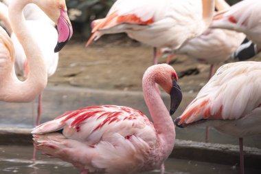 Close up view of the beautiful pink flamingo bird in a zoo. clipart