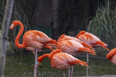 Bir Amerikan flamingosunun (Phoenicopterus ruber) yakın görüntüsü).