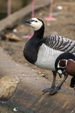 Barnacle Goose 'un (Branta lökossis) yakın görüntüsü).