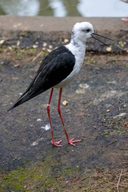 Siyah kanatlı bir stilt (Himantopus himantopus) kuşun yakın görüntüsü.