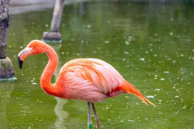 Bir Amerikan flamingosunun (Phoenicopterus ruber) yakın görüntüsü).