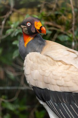 Close up view of a king vulture (Sarcoramphus papa). clipart