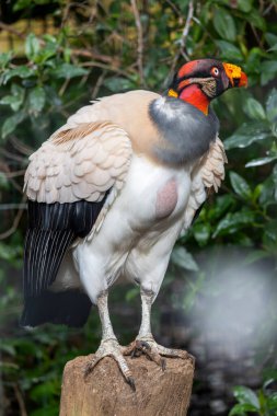 Bir kral akbabanın yakın görüntüsü (Sarcoramphus papa).