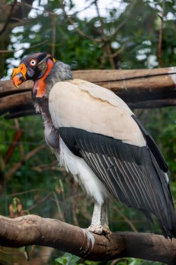 Bir kral akbabanın yakın görüntüsü (Sarcoramphus papa).