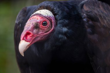Hayvanat bahçesindeki hindi akbabasının (Cathartes aura) yakın görüntüsü.