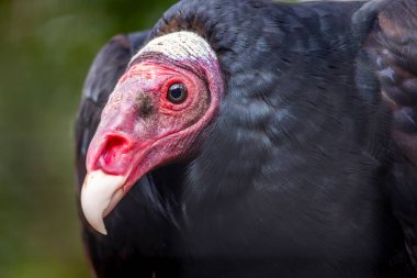 Hayvanat bahçesindeki hindi akbabasının (Cathartes aura) yakın görüntüsü.