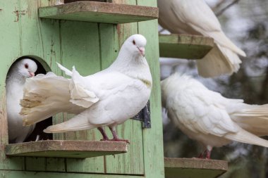 Hayvanat bahçesinde tutsak beyaz güvercinlerin yakın görüntüsü.