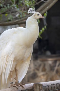 Beyaz tavus kuşunun güzel tüylerinin yakın görüntüsü.