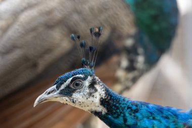 Tavuskuşu kuşunun güzel tüylerinin yakın görüntüsü.