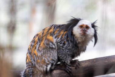 Beyaz başlı bir marmosetin (Callithrix Geoffroyi) yakın görüntüsü).