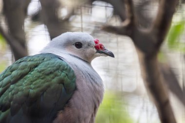 Kızıl topuzlu imparatorluk güvercini (Ducula rubricera) kuşunun yakın görüntüsü.
