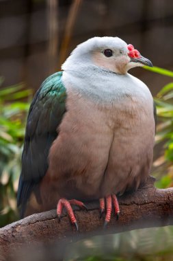 Close up view of a Red knobbed imperial pigeon (Ducula rubricera) bird. clipart