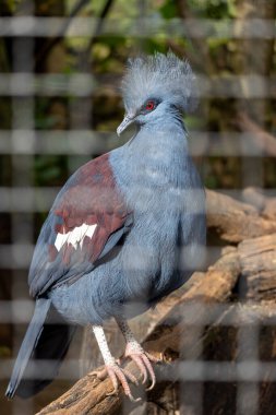 Close up view of a Victoria crowned pigeon (Goura victoria) bird. clipart