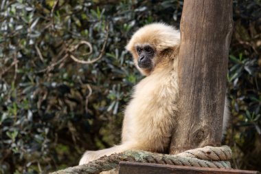 Hayvanat bahçesindeki bir maymunun (Hylloates lar) yakın görüntüsü.