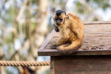 Close up view of black-striped capuchin (Sapajus libidinosus) on a zoo. clipart