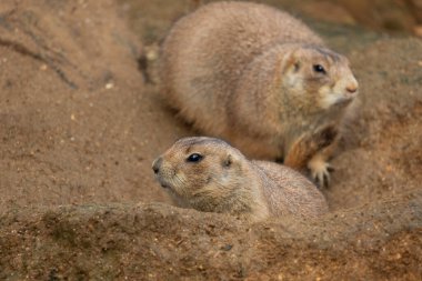 Meksika çayır köpeğinin (Cynomys mexicanus) yakın görüntüsü).
