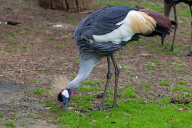 Gri taçlı vincin (Balearica regulorum) yakın görüntüsü).