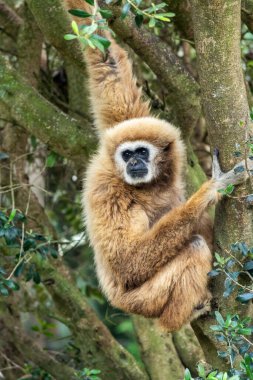 Hayvanat bahçesindeki bir maymunun (Hylloates lar) yakın görüntüsü.