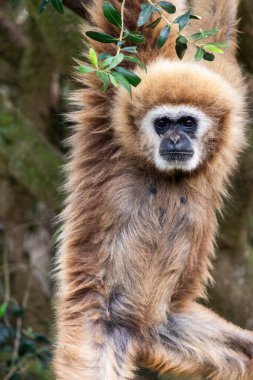 Close up view of a lar gibbon (Hylobates lar) in a zoo. clipart