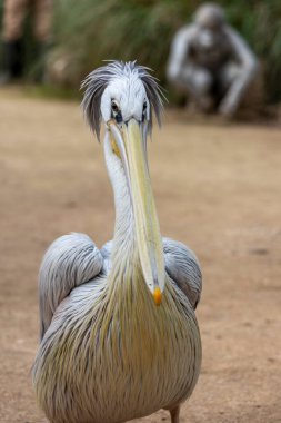 Benekli pelikanın (Pelecanus philippensis) yakın görüntüsü) .