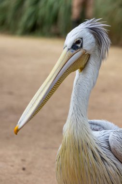 Benekli pelikanın (Pelecanus philippensis) yakın görüntüsü) .