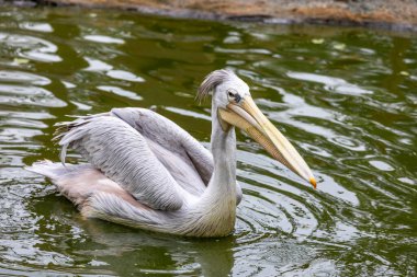 Benekli pelikanın (Pelecanus philippensis) yakın görüntüsü) .
