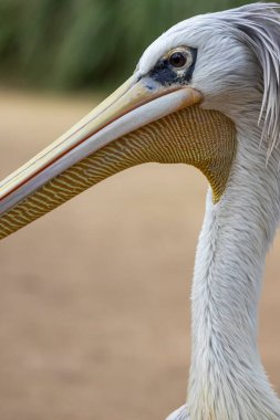 Benekli pelikanın (Pelecanus philippensis) yakın görüntüsü) .