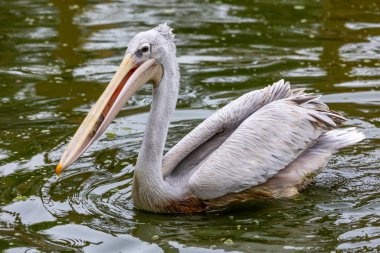 Benekli pelikanın (Pelecanus philippensis) yakın görüntüsü) .