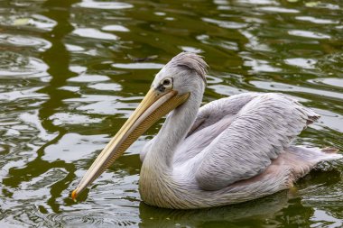 Benekli pelikanın (Pelecanus philippensis) yakın görüntüsü) .
