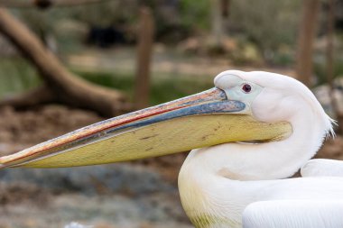 Büyük beyaz pelikanın (Pelecanus onocrotalus) yakın görüntüsü).
