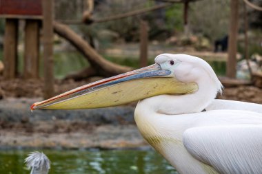 Büyük beyaz pelikanın (Pelecanus onocrotalus) yakın görüntüsü).