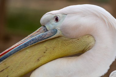 Büyük beyaz pelikanın (Pelecanus onocrotalus) yakın görüntüsü).