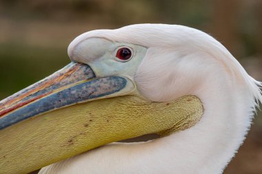 Büyük beyaz pelikanın (Pelecanus onocrotalus) yakın görüntüsü).