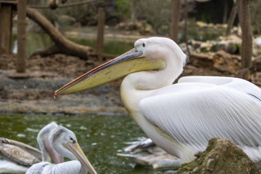 Büyük beyaz pelikanın (Pelecanus onocrotalus) yakın görüntüsü).