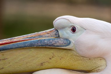 Büyük beyaz pelikanın (Pelecanus onocrotalus) yakın görüntüsü).