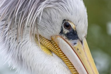 Benekli pelikanın (Pelecanus philippensis) yakın görüntüsü) .