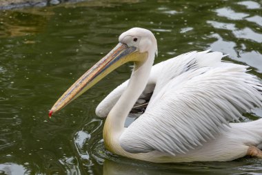 Büyük beyaz pelikanın (Pelecanus onocrotalus) yakın görüntüsü).