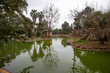 LAGOS, PORTUGAL - 17 HAZİRAN 2024: Portekiz 'in Algarve bölgesindeki Lagos Hayvanat Bahçesindeki maymun göletlerinin fotoğrafı.